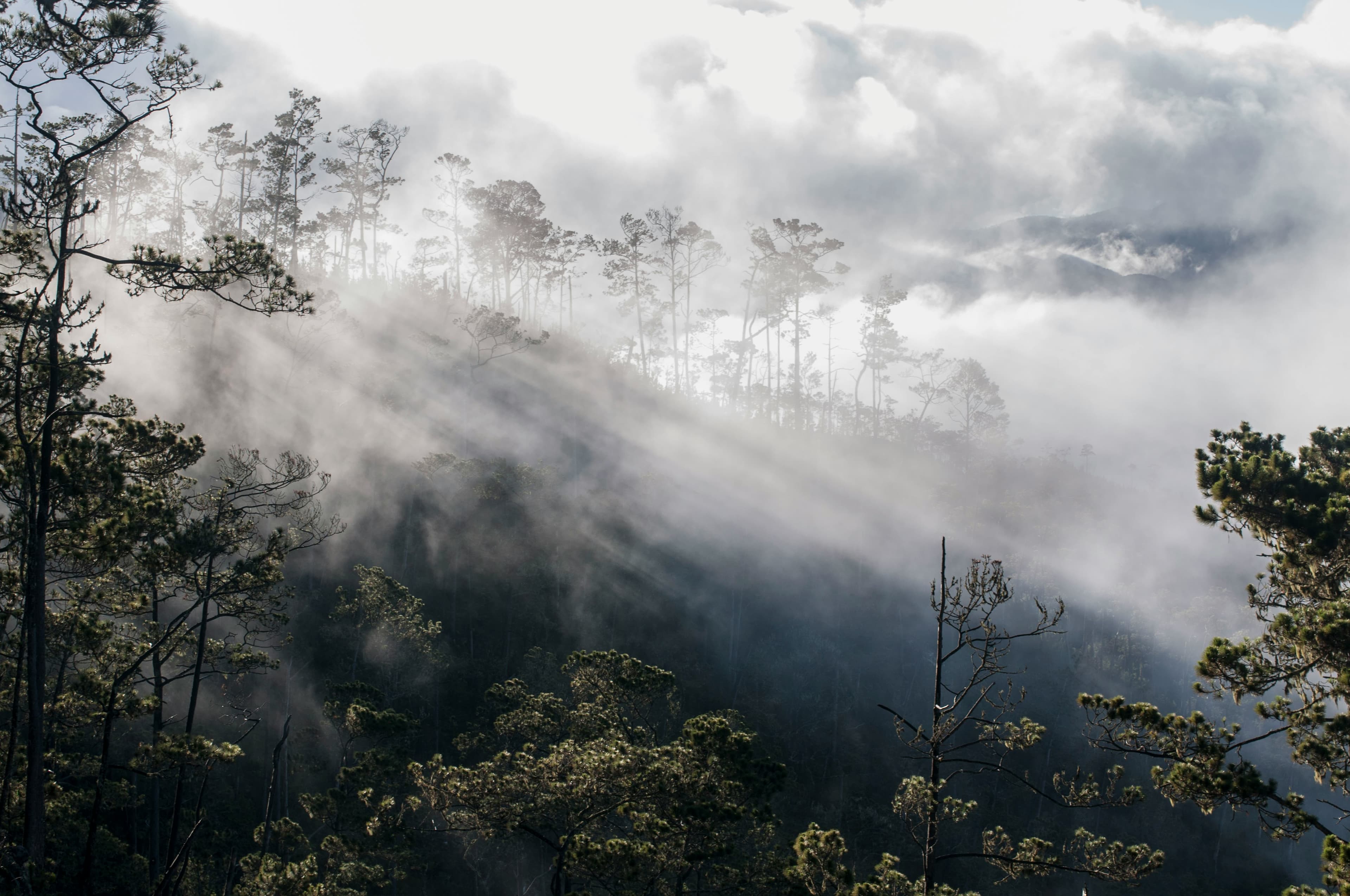 Forêt congolaise dans la brume